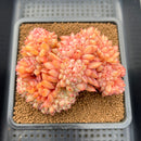 Echeveria sp. Crested 4" Succulent Plant Cutting