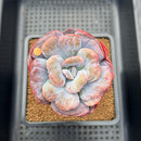 Echeveria 'Hearts Delight' 2" Succulent Plant Cutting