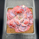 Echeveria 'Hearts Delight' 2" Succulent Plant Cutting