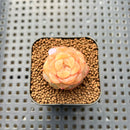 Echeveria 'Yunlan' 1" Succulent Plant Cutting