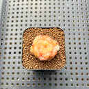 Echeveria 'Yunlan' 1" Succulent Plant Cutting