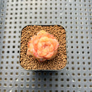 Echeveria 'Yunlan' 1" Succulent Plant Cutting