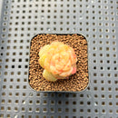 Echeveria 'Yunlan' 1" Succulent Plant Cutting