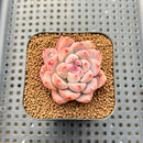 Echeveria 'Snow Lady' 2" Succulent Plant Cutting