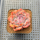Echeveria 'Snow Lady' 2" Succulent Plant Cutting