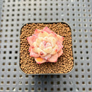 Echeveria 'Dream Beauty' 1" Succulent Plant Cutting