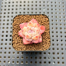 Echeveria 'Dream Beauty' 1" Succulent Plant Cutting