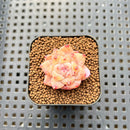 Echeveria 'Dream Beauty' 1" Succulent Plant Cutting