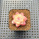 Echeveria 'Dream Beauty' 1" Succulent Plant Cutting