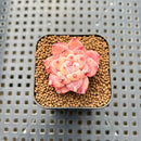 Echeveria 'Dream Beauty' 1" Succulent Plant Cutting