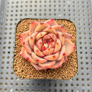 Echeveria 'Daredevil' Type B 2" Succulent Plant Cutting