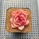 Echeveria 'Daredevil' Type B 2" Succulent Plant Cutting