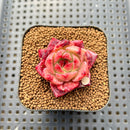 Echeveria 'Daredevil' Type B 2" Succulent Plant Cutting