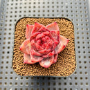 Echeveria 'Daredevil' Type B 2" Succulent Plant Cutting