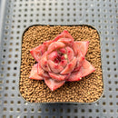 Echeveria 'Daredevil' Type B 2" Succulent Plant Cutting