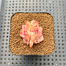 Echeveria 'Zixia' 1" Succulent Plant Cutting