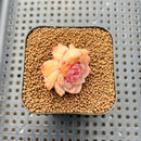 Echeveria 'Zixia' 1" Succulent Plant Cutting