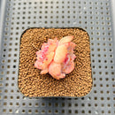 Echeveria 'Zixia' 1" Succulent Plant Cutting