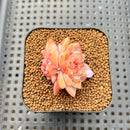 Echeveria 'Zixia' 1" Succulent Plant Cutting