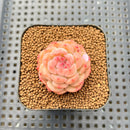 Echeveria 'Ooh La La' 1" Succulent Plant Cutting