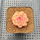 Echeveria 'Ooh La La' 1" Succulent Plant Cutting