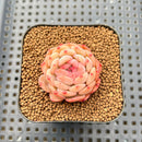 Echeveria 'Ooh La La' 1" Succulent Plant Cutting