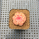 Echeveria 'Ooh La La' 1" Succulent Plant Cutting