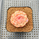 Echeveria 'Ooh La La' 1" Succulent Plant Cutting