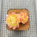 Echeveria 'Lingguang' 2" Succulent Plant Cutting