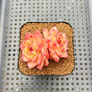 Echeveria 'Lingguang' 2" Succulent Plant Cutting