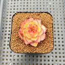 Echeveria 'Lingguang' 2" Succulent Plant Cutting