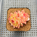 Echeveria 'Lingguang' 2" Succulent Plant Cutting