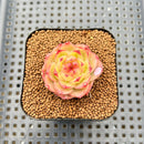 Echeveria 'Lingguang' 2" Succulent Plant Cutting