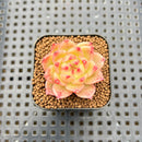 Echeveria 'Lingguang' 2" Succulent Plant Cutting