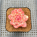 Echeveria 'Powder Soul' 2" Succulent Plant Cutting