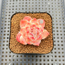 Echeveria 'Powder Soul' 2" Succulent Plant Cutting