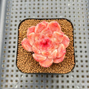 Echeveria 'Powder Soul' 2" Succulent Plant Cutting