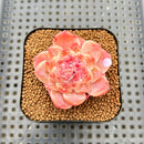 Echeveria 'Powder Soul' 2" Succulent Plant Cutting