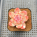 Echeveria 'Powder Soul' 2" Succulent Plant Cutting