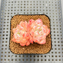 Echeveria 'Ice Water Dream' 2" Succulent Plant Cutting