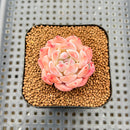 Echeveria 'Ice Water Dream' 2" Succulent Plant Cutting