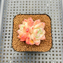 Echeveria 'Ice Water Dream' 2" Succulent Plant Cutting