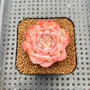 Echeveria 'Ice Water Dream' 2" Succulent Plant Cutting