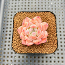 Echeveria 'Ice Water Dream' 2" Succulent Plant Cutting