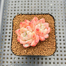 Echeveria 'Ice Water Dream' 2" Succulent Plant Cutting
