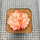 Echeveria 'Ice Water Dream' 2" Succulent Plant Cutting