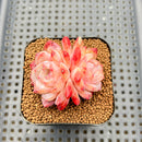 Echeveria 'Silk Palace' 2" Succulent Plant Cutting