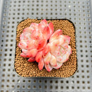 Echeveria 'Silk Palace' 2" Succulent Plant Cutting