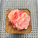 Echeveria 'Silk Palace' 2" Succulent Plant Cutting