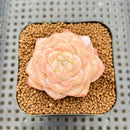 Echeveria 'Late Summer' 2" Succulent Plant Cutting